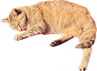 猫1